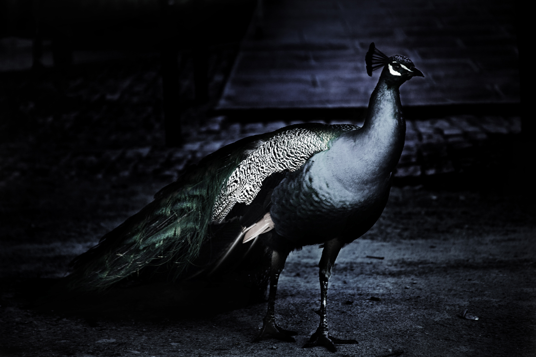 © Predrag Pajdic, 2012
